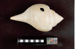 Foto (oben) von Chank-Schnecke mit Ritzornamentik (NHMW-ZOO-MO-0081100-ETH-126)